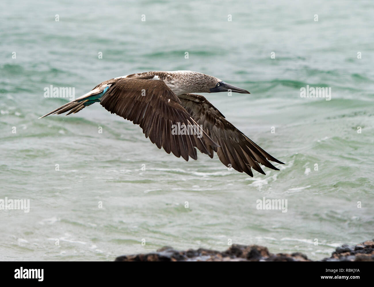 Blu-footed booby (Sula nebouxii) in volo, Isabela Island, Isole Galapagos, Ecuador Foto Stock