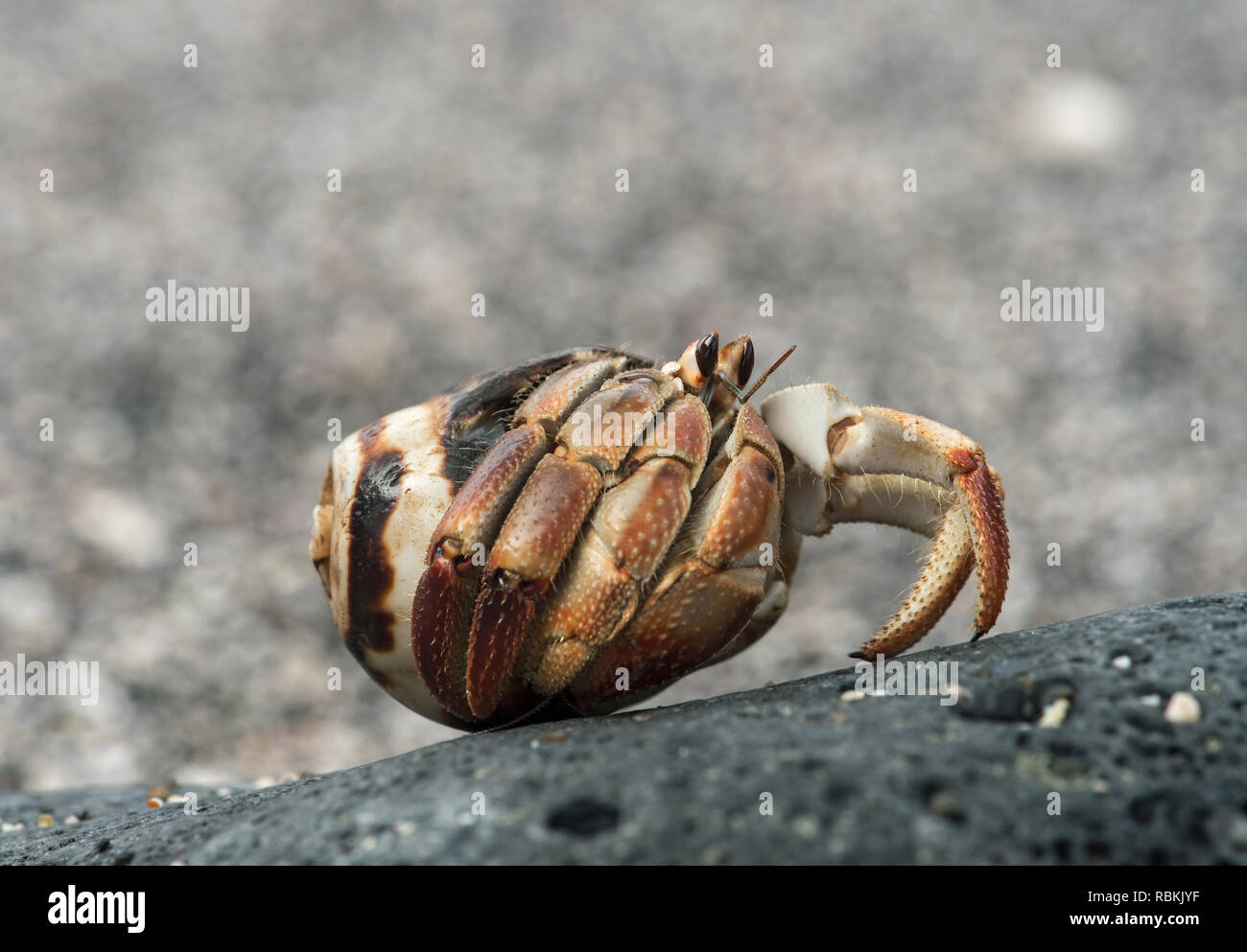 Eremita ecuadoriana granchio (variabilis compressus) in un guscio, isola Floreana, Isole Galapagos, Ecuador Foto Stock