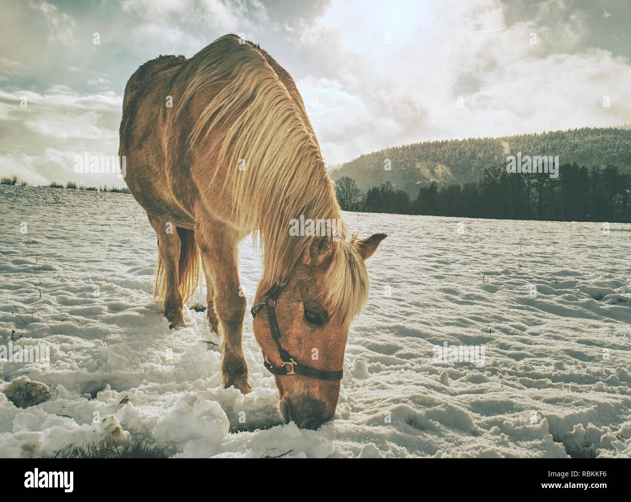 Chiudere la vista a withe horse feding nella neve. Incredibile inverno mattina con la fattoria cavalli. Foto Stock