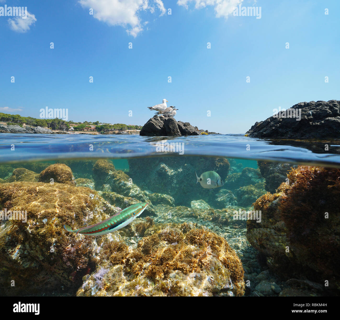 Spagna pinguini sulla roccia e pesce subacquea, mare Mediterraneo, vista suddivisa a metà al di sopra e al di sotto di acqua, Llanca in Costa Brava Catalogna Foto Stock