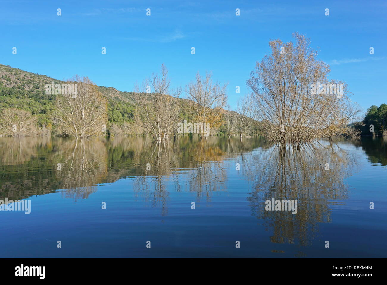 Alberi in piedi in acqua in un lago calmo con riflessioni sulla superficie dell'acqua, Spagna, serbatoio di Boadella, Girona, Alt Emporda Catalogna Foto Stock