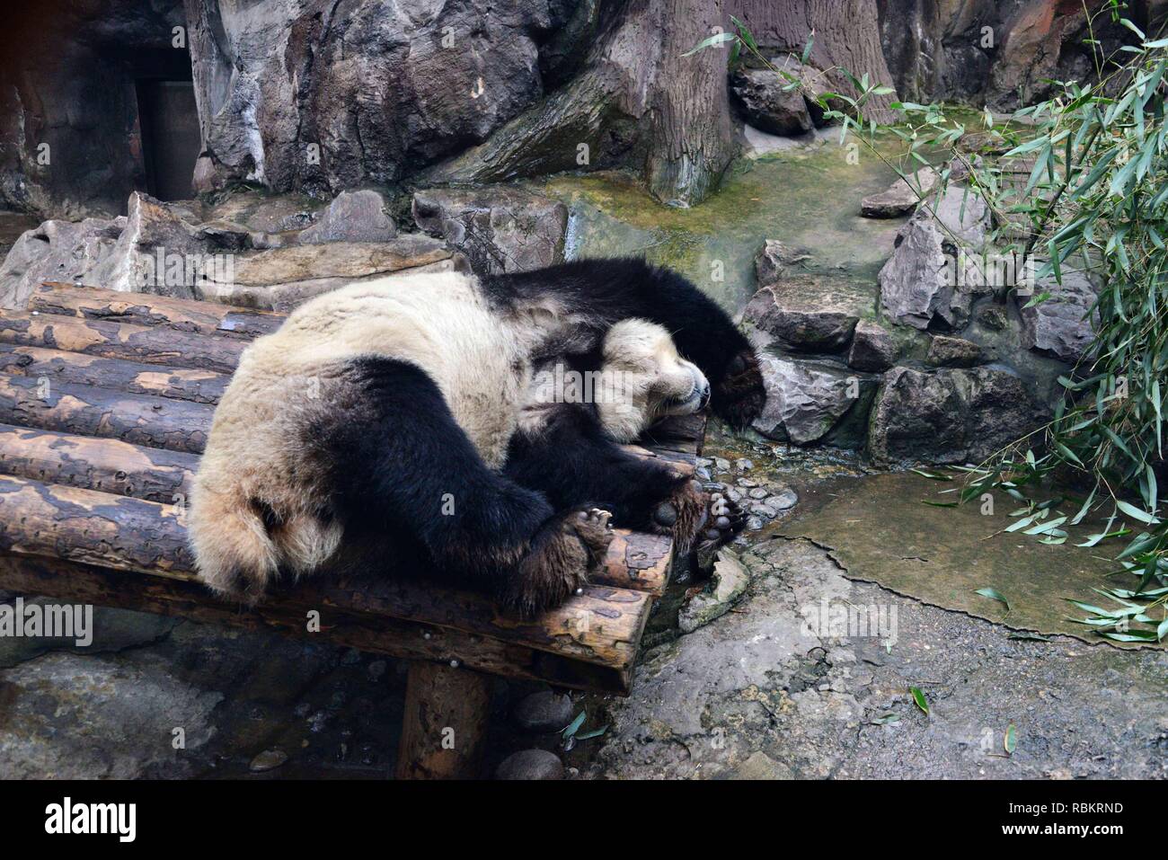 Pechino, Cina. Decimo gen, 2019. Pandas dormire con divertenti pone in camera per evitare il freddo a Pechino in Cina il 10 gennaio 2019.(foto di TPG/CNS) Credito: TopPhoto/Alamy Live News Foto Stock