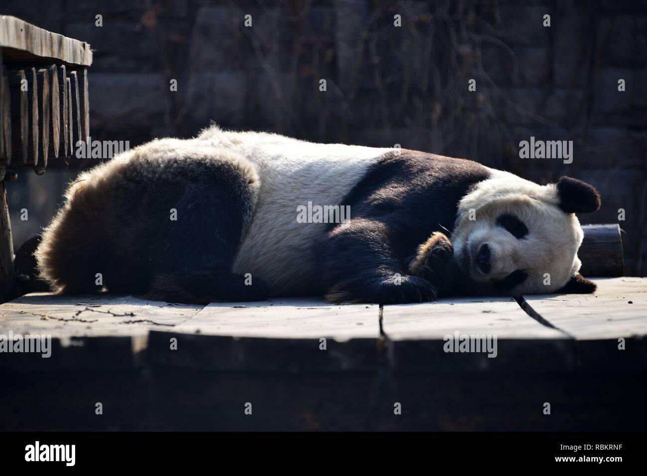 Pechino, Cina. Decimo gen, 2019. Pandas dormire con divertenti pone in camera per evitare il freddo a Pechino in Cina il 10 gennaio 2019.(foto di TPG/CNS) Credito: TopPhoto/Alamy Live News Foto Stock