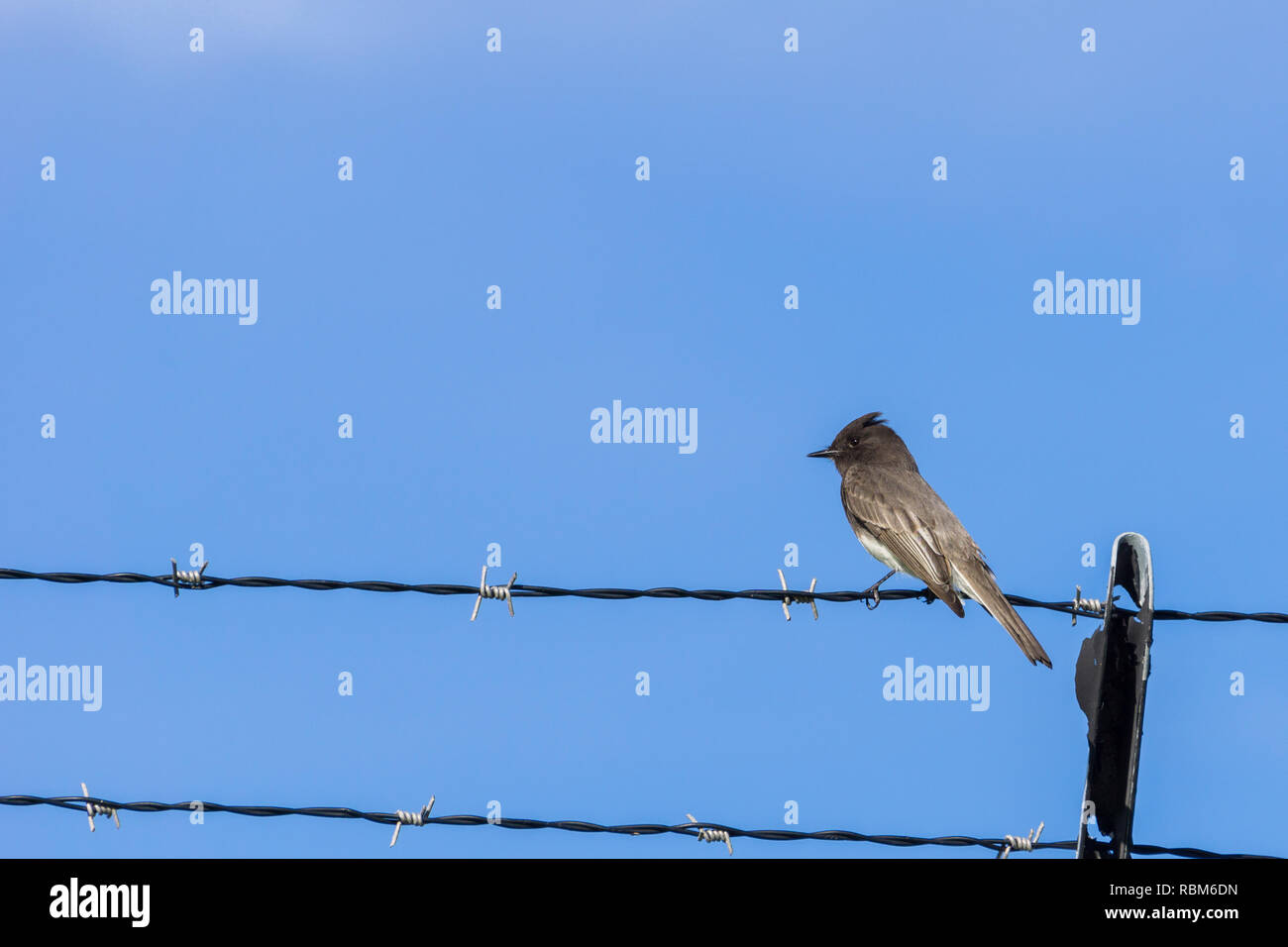 Nero Phoebe seduto su un barbiglio filo, su uno sfondo con cielo, California Foto Stock