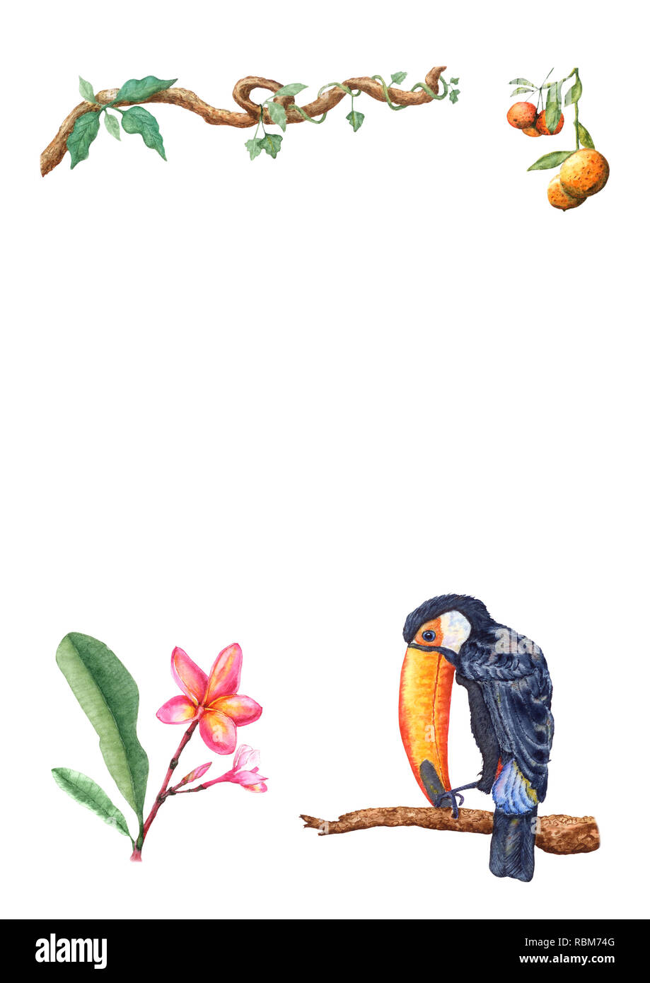 Disegnata a mano toucan seduto su un ramo di albero, mandarino frutti, plumeria fiori e boccioli, liane. Illustrazione ad acquerello su sfondo bianco per greeti Foto Stock