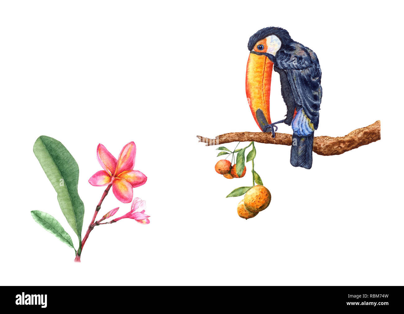 Disegnata a mano toucan udienza del mandarino il ramo di un albero appeso mandarin frutti, plumeria fiori e boccioli. Illustrazione ad acquerello su sfondo bianco per Foto Stock