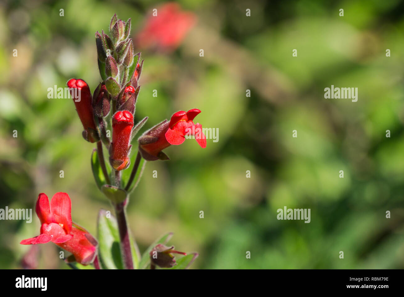 Isola di bocca di leone Bush (Gambelia speciosa) fiori, tolleranti alla siccità, California pianta nativa, specie in pericolo di estinzione Foto Stock