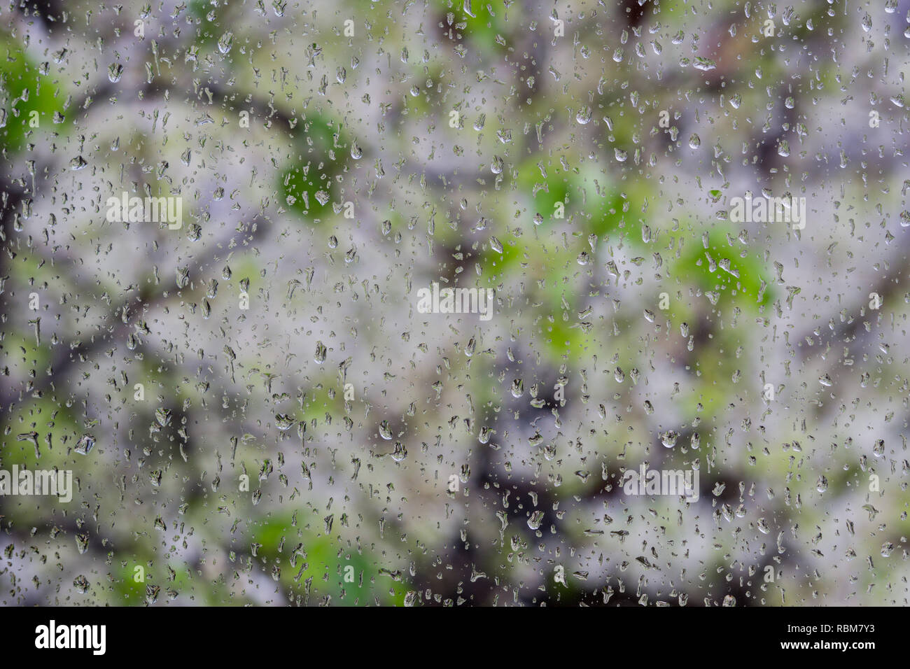 Gocce di pioggia su una finestra; alberi in fiore in background, California Foto Stock