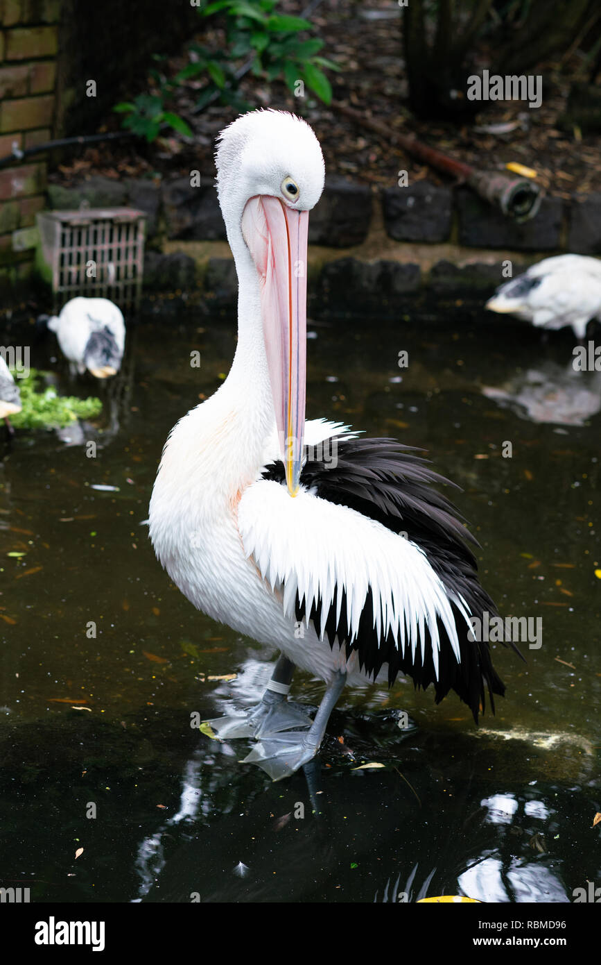 Pellicano australiano o Pelecanus conspicillatus in NSW Australia Foto Stock