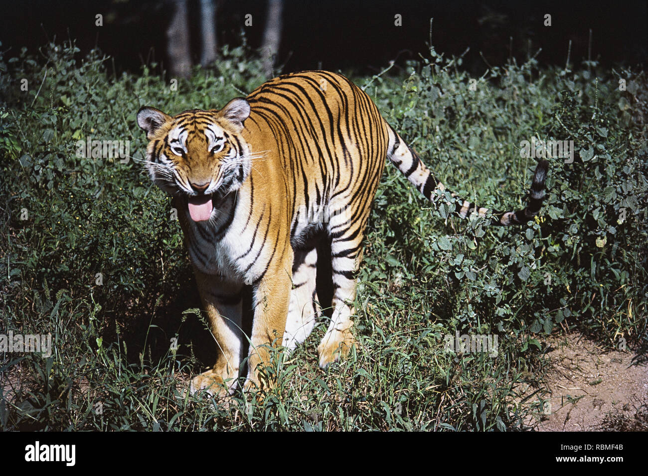 Tiger ringhiando nella foresta, India, Asia Foto Stock