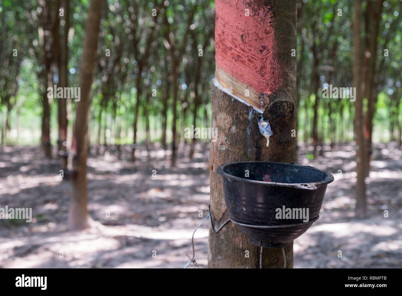La raccolta di gomma organica a partire da un albero nel Sud Est Asiatico. Foto Stock