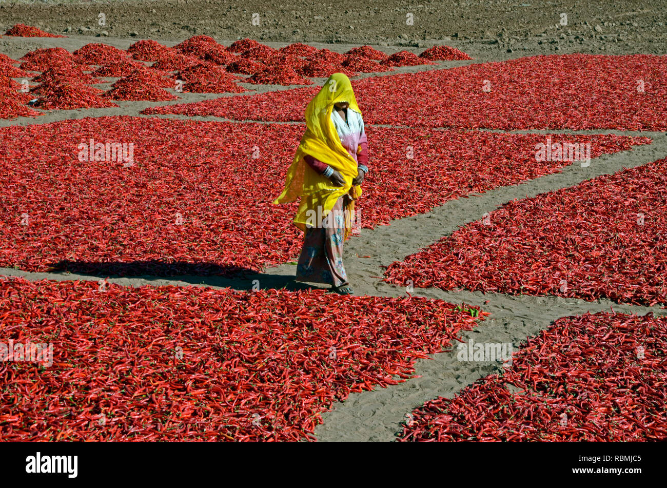 Woman in Red chili campo, Jodhpur, Mathania, Rajasthan, India, Asia Foto Stock