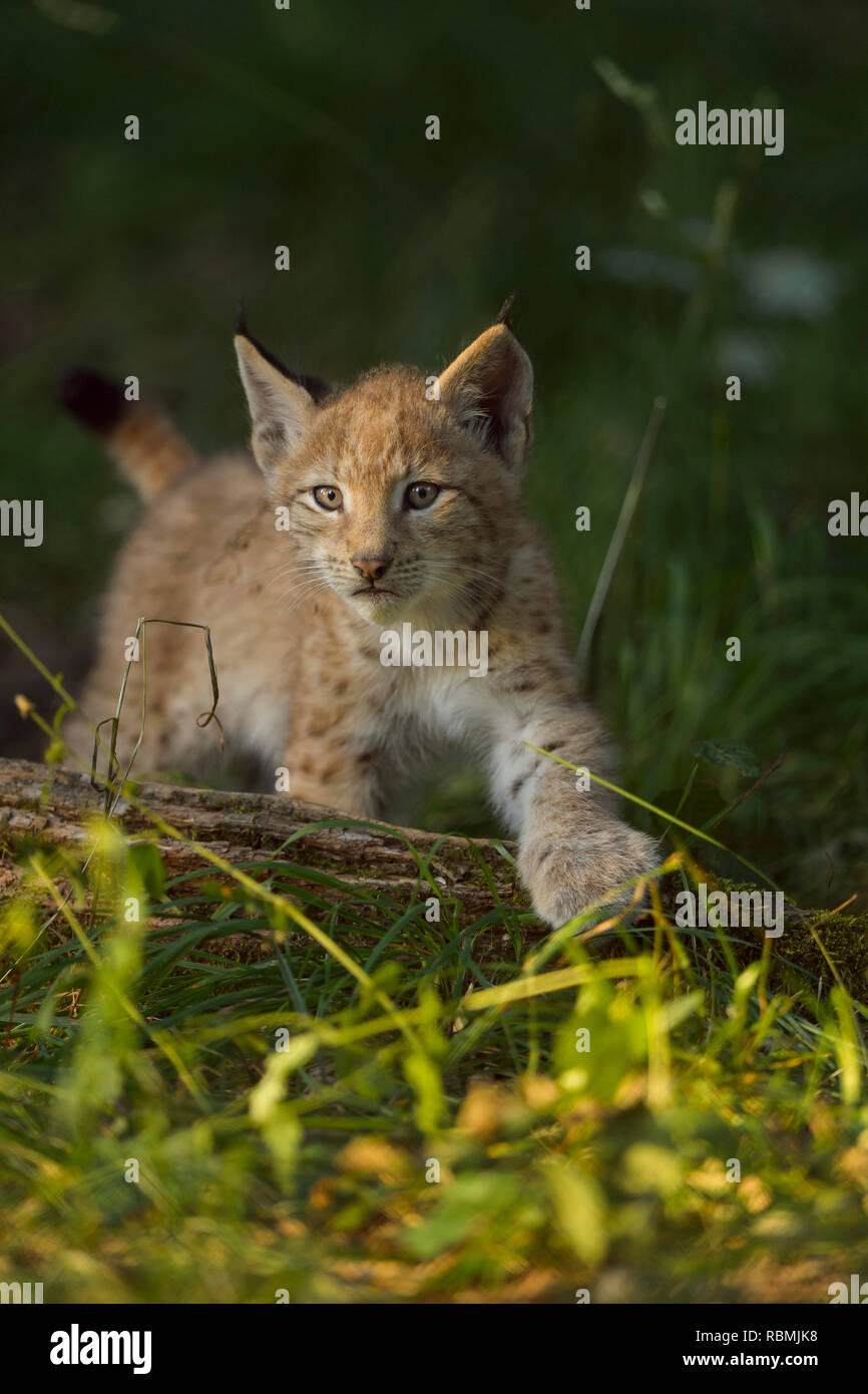 Lince europea, Lynx Lynx, gattino, Germania Foto Stock