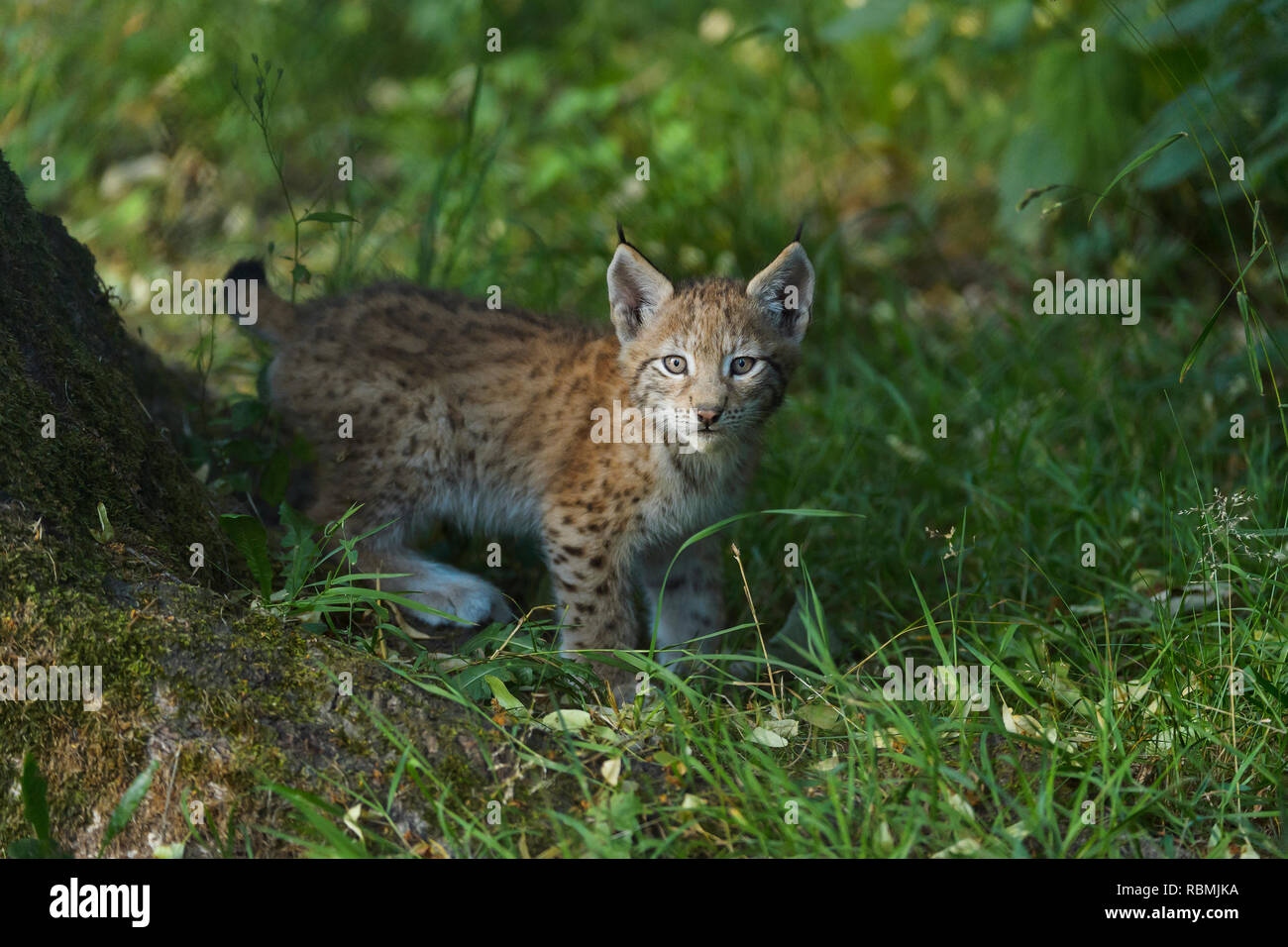 Eurasian, Lynx Lynx lynx, gattino, Germania, Europa Foto Stock