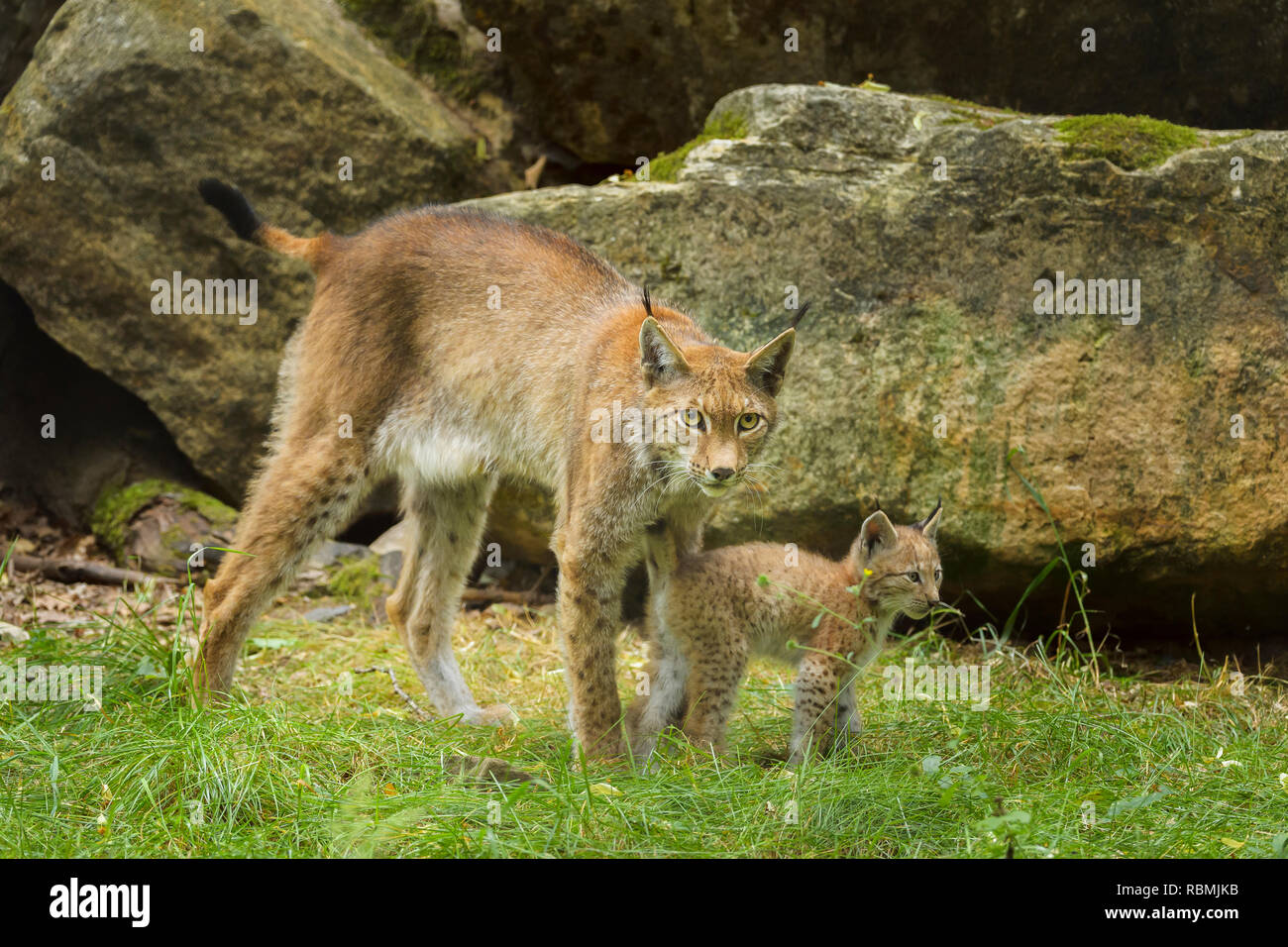 Lince europea, Lynx Lynx, femmina con un gattino, Germania Foto Stock
