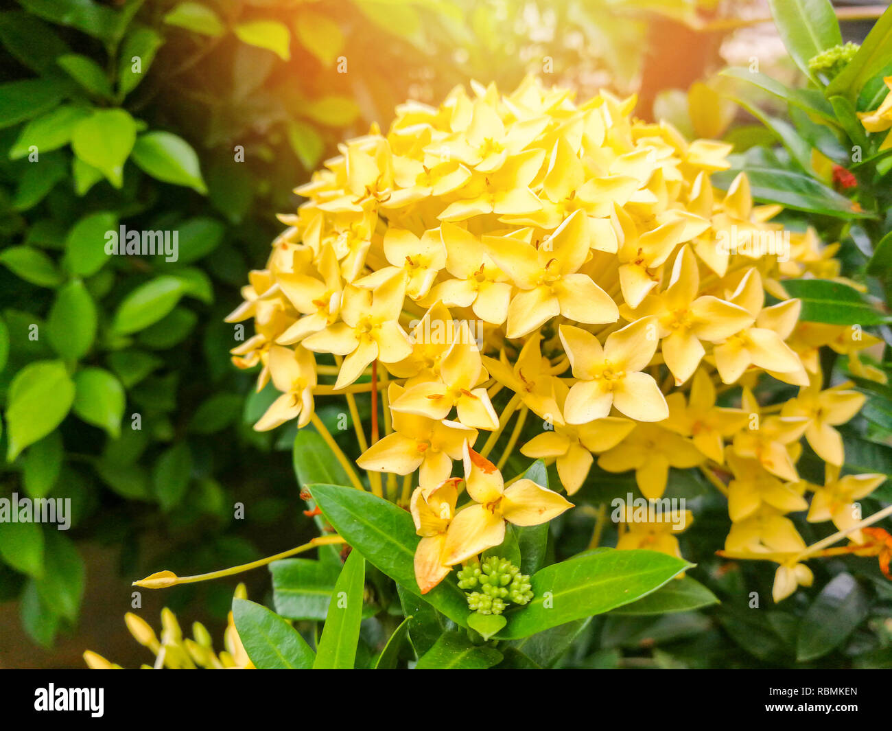 Ixora flower / Giallo Ixora sbocciare dei fiori in un giardino - spike fiore Foto Stock