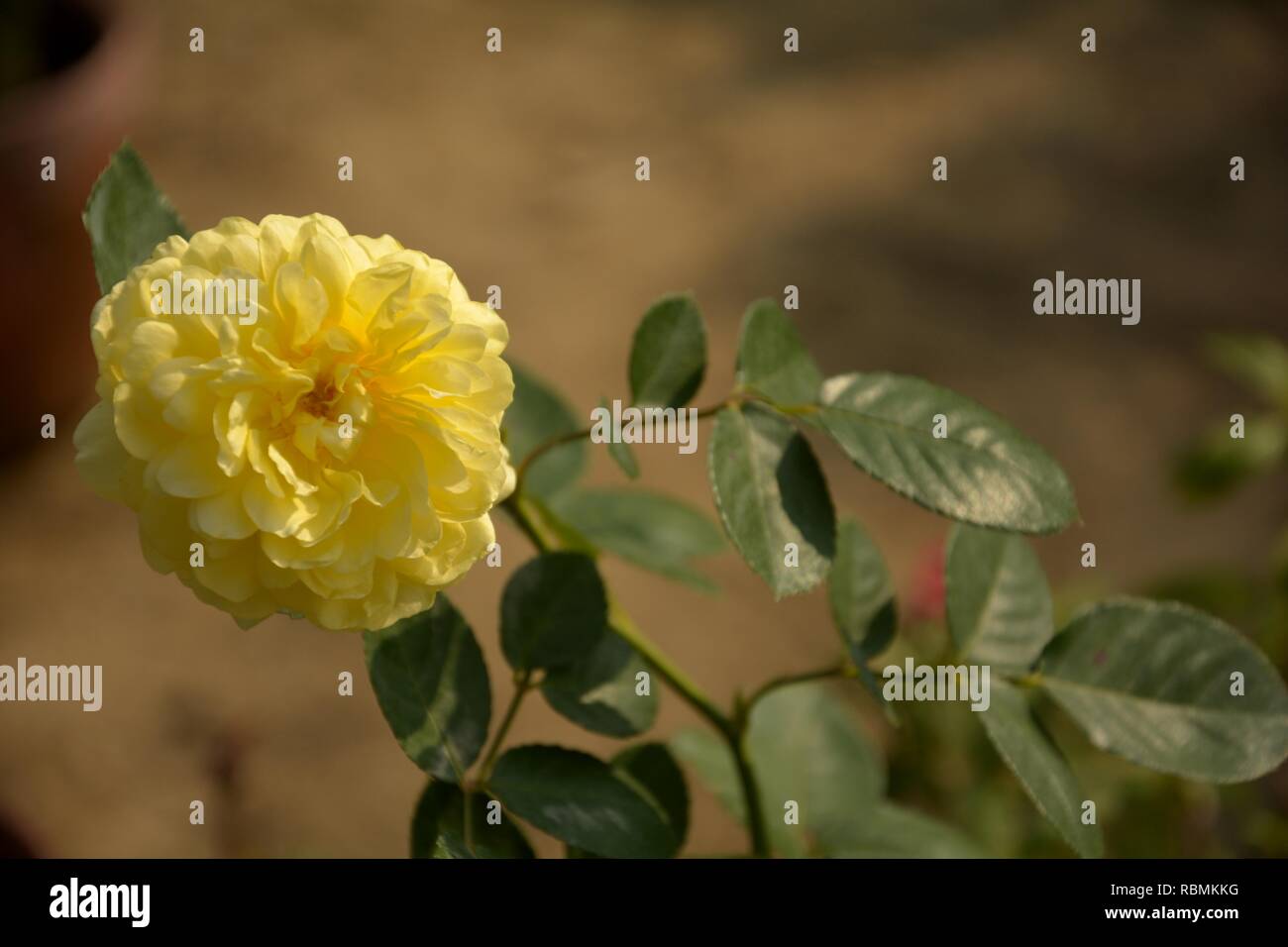 Un singolo bella rosa giallastro ( rosa ) con foglie verdi in un giardino con blur sullo sfondo in stretta fino Foto Stock