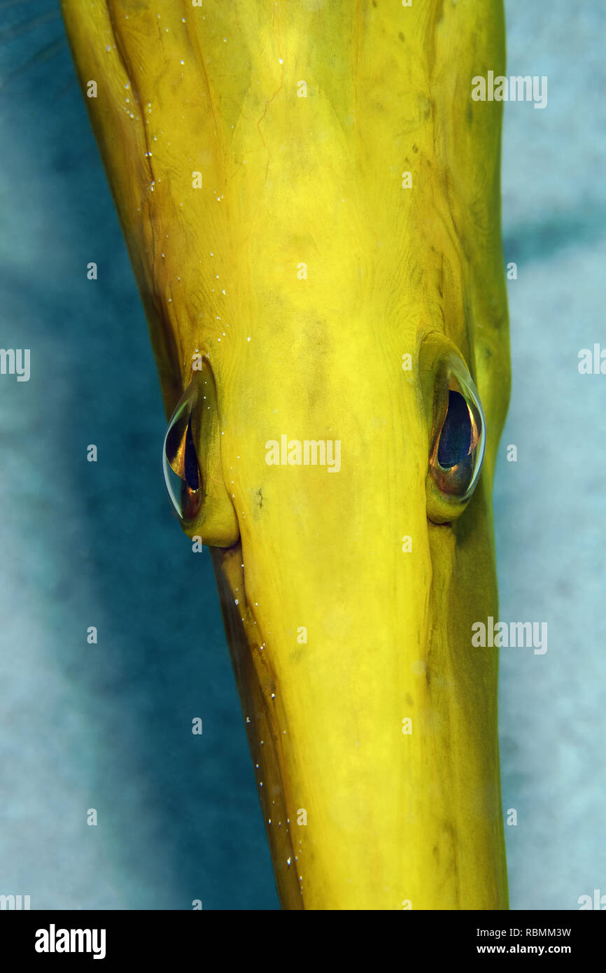 Trumpetfish - Aulostomus chinensis Foto Stock