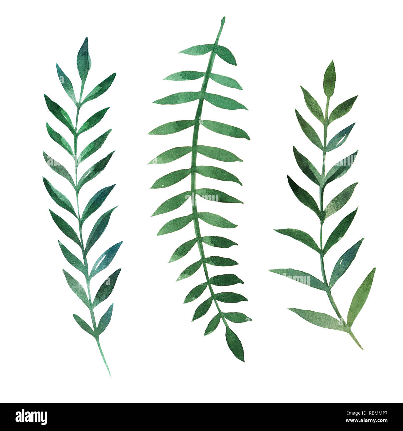 2d disegnati a mano ad acquerello elementi grafici. Colorate illustrazioni naturale di verde laurus rami e foglie. Foto Stock