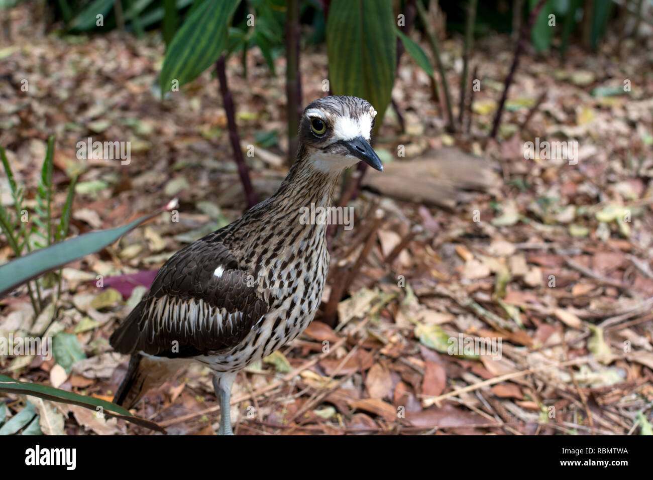 Bush Stone-Curlew (Burhinus grallarius), Brisbane, Australia Foto Stock