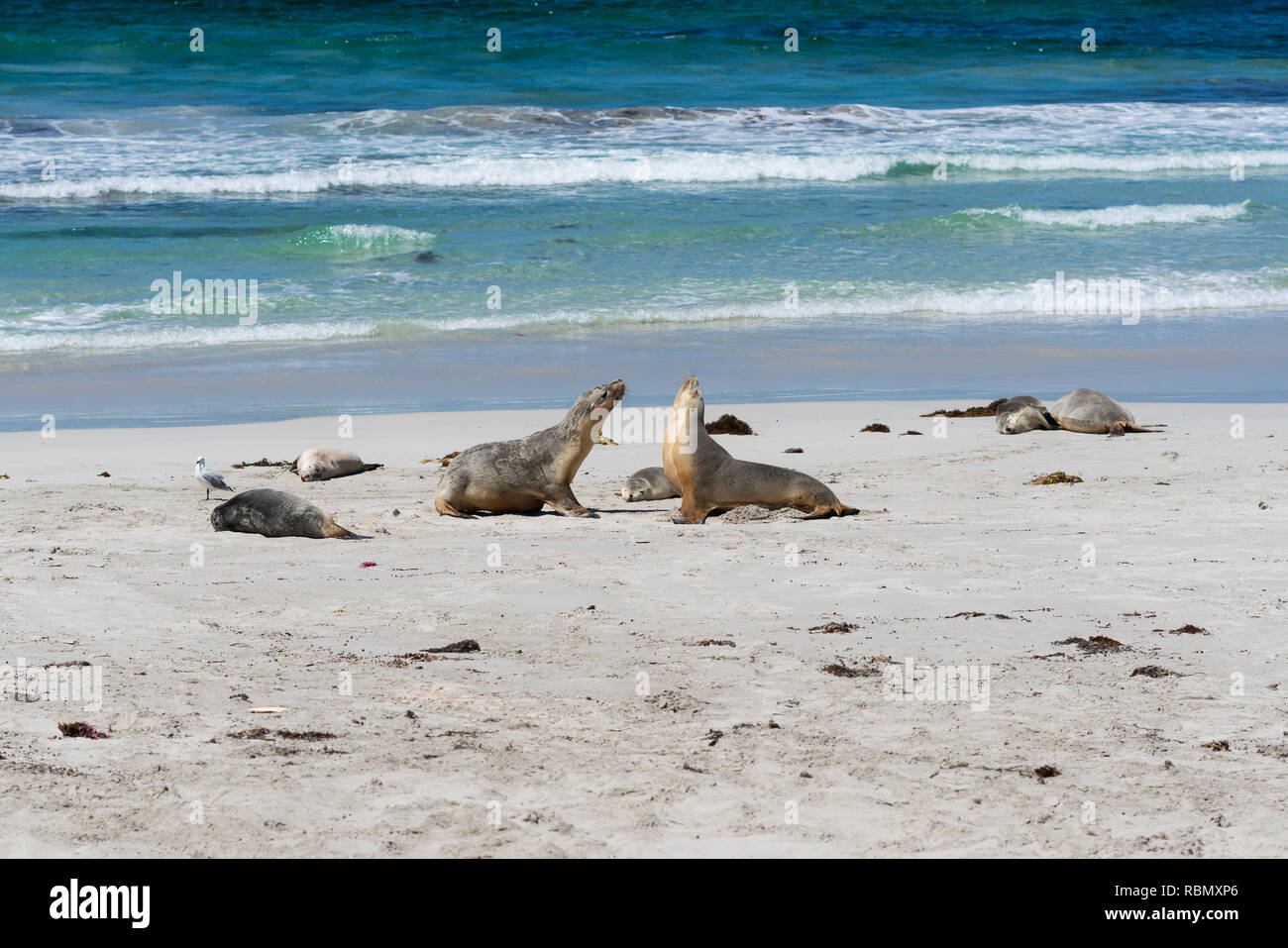 Wild leoni marini australiani o Neophoca cinerea a seal bay su Kangaroo Island South Australia Foto Stock