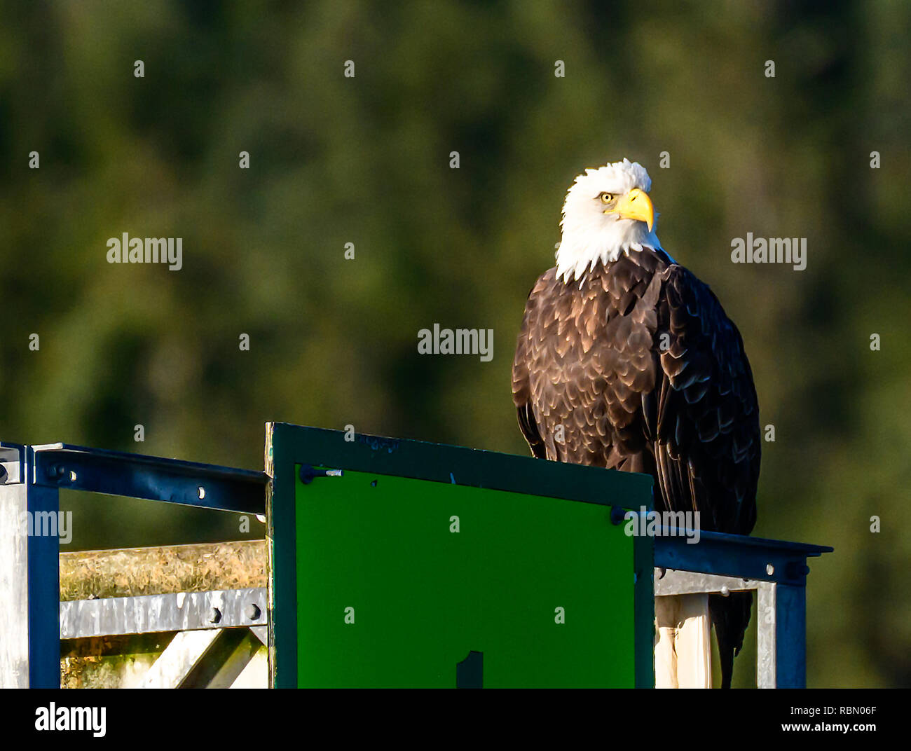 Un aquila appollaiato su una guida di canale nei pressi di Juneau Alaska Foto Stock