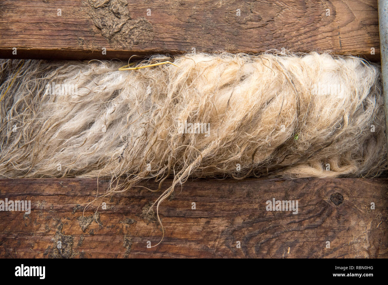lana di pecora tra assi di legno Foto Stock