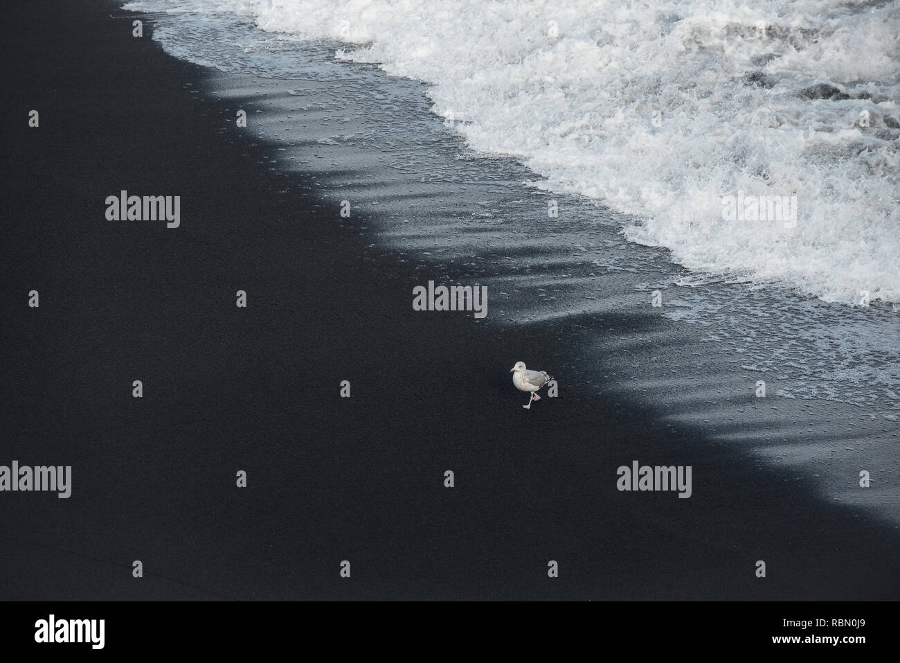 solitario gabbiano seduto sulla spiaggia di lava nera con l'oceano di picco Foto Stock