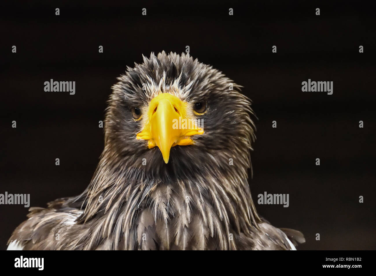 Testa di seriamente guardando golden eagle Foto Stock