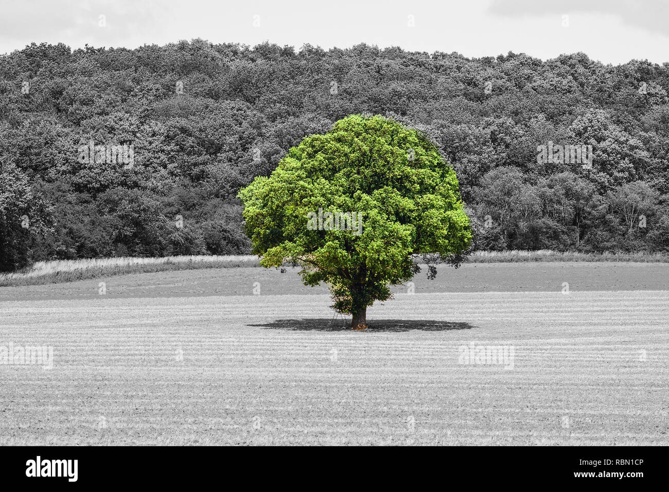 albero solitario con verde fogliame di fronte alla foresta monocromatica Foto Stock