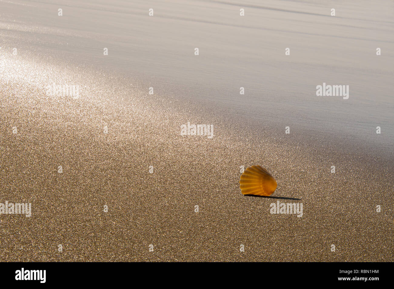 Unico sun-allagata pellegrini cozza nella sabbia Foto Stock