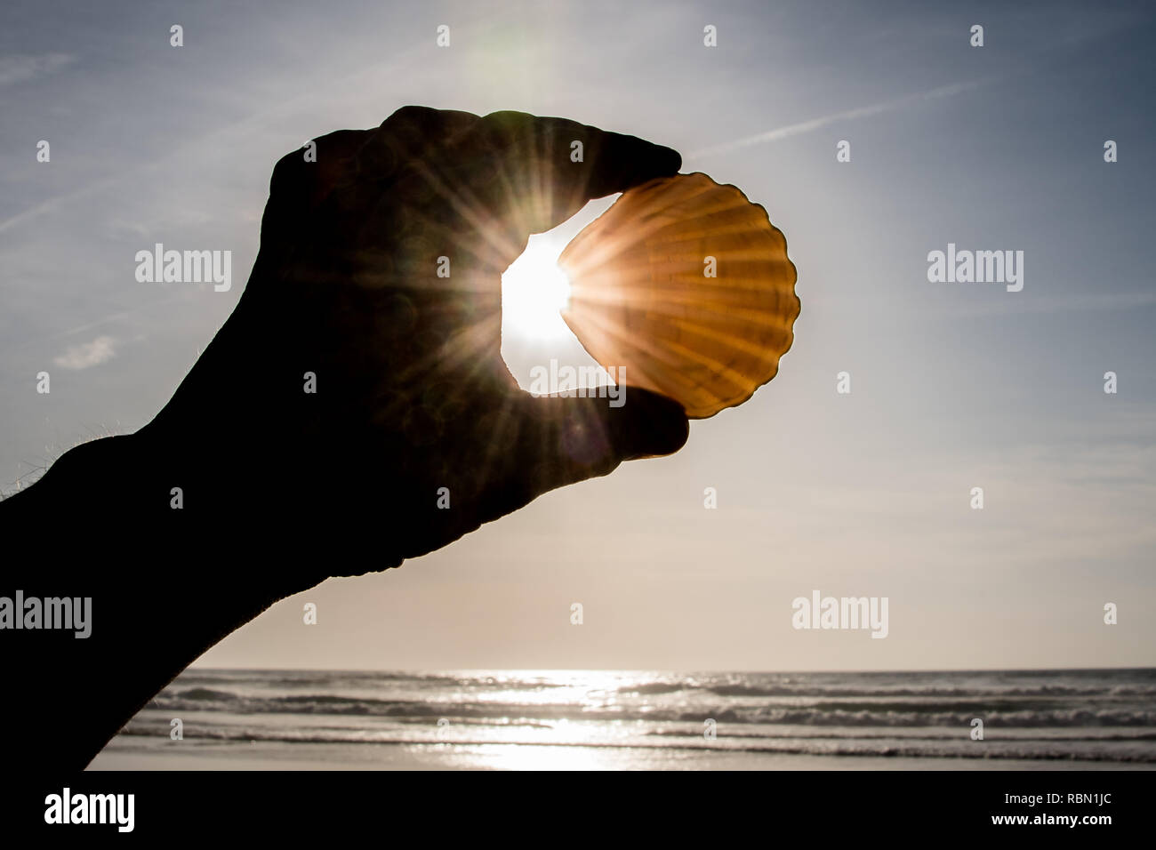 Sun-allagata pellegrini cozza tenuto in una mano con il sun star proveniente attraverso Foto Stock