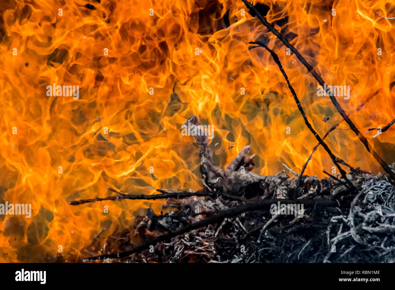 Sullo sfondo di grandi fiamme e fuoco - forza elementare nella foresta Foto Stock