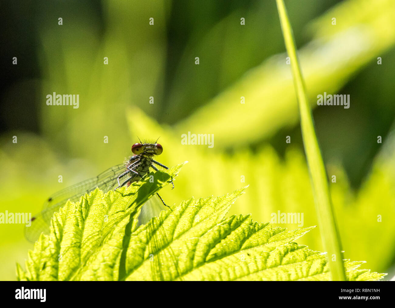 Dragonfly,rosso,natura,verde,impianto,closeup,macro,sfondo,insetti,animale,bug,foglie,l'estate,wildlife,giardino,bellezza,fiore,colore,volare,close-up,di invertebrati Foto Stock
