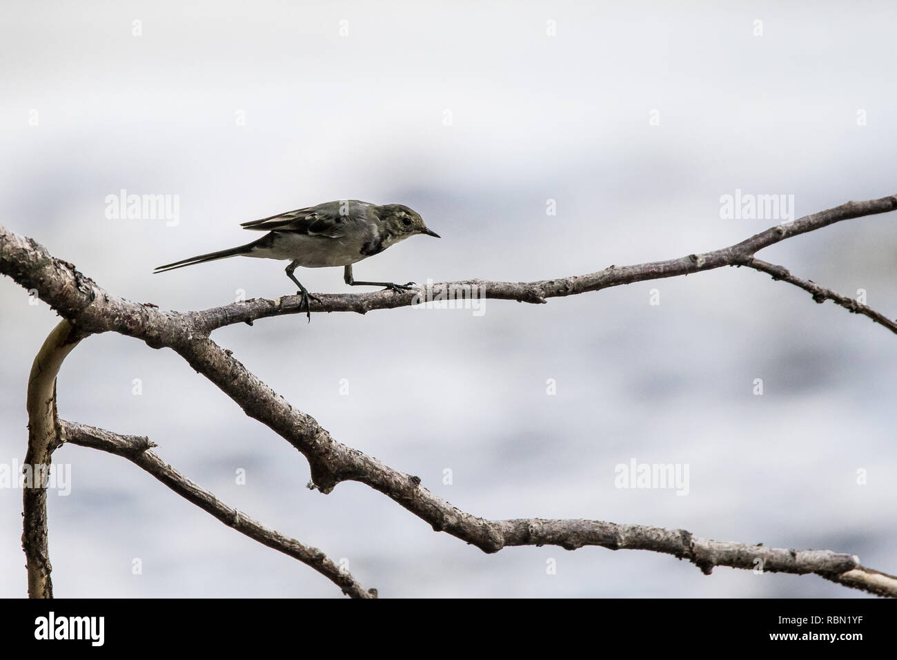 Wagtail seduta sul ramo Foto Stock