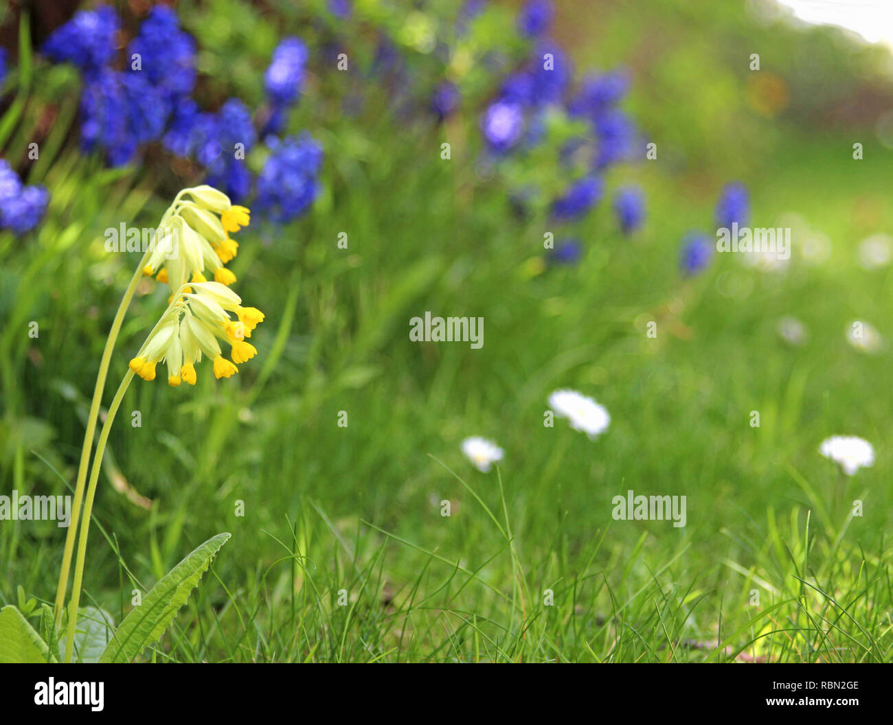 Giardino con cowslip in primo piano Foto Stock