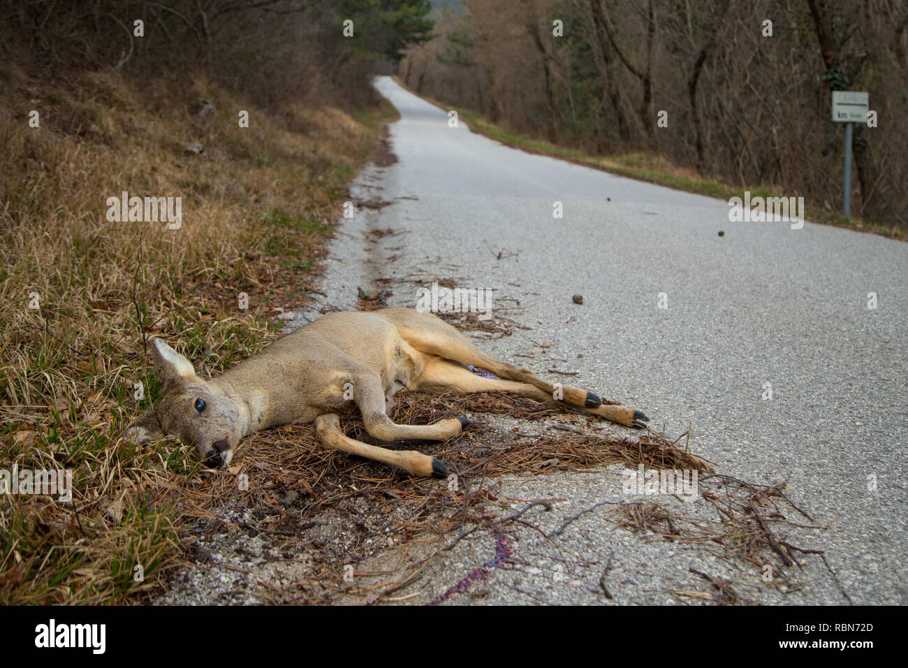 Dead deer (Capreolus capreolus) in corrispondenza del bordo della strada Foto Stock