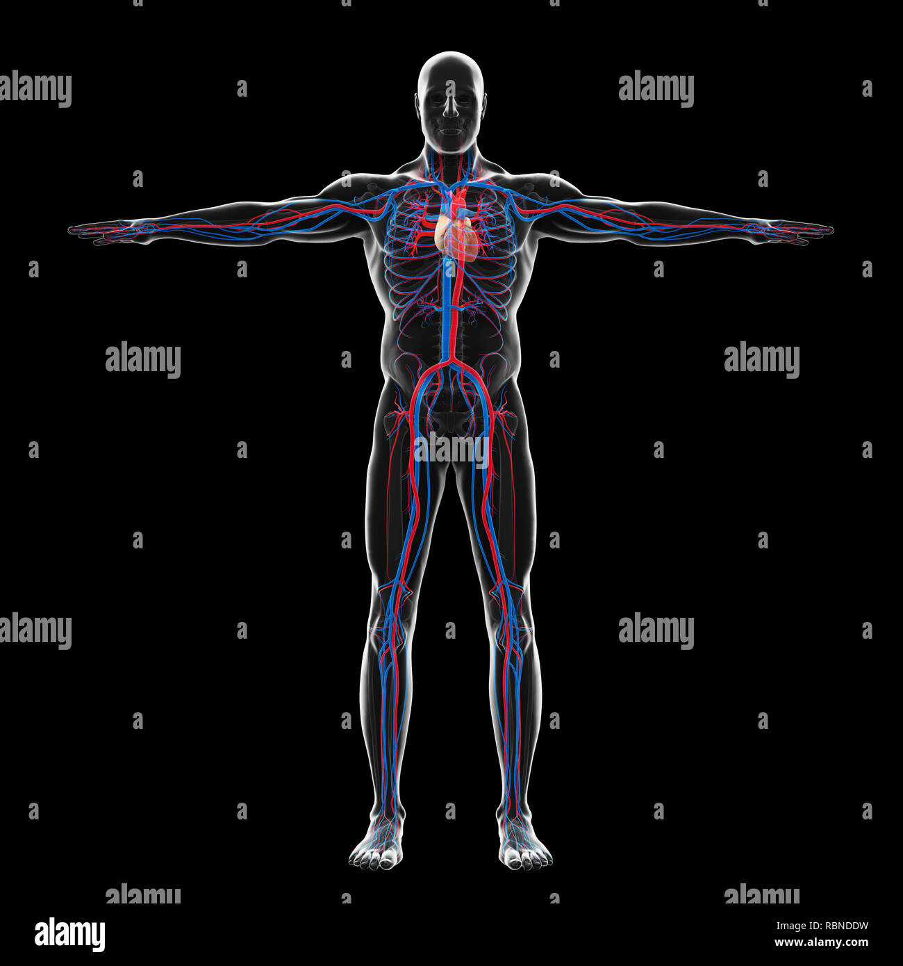 Umano Sistema circolatorio illustrazione Foto Stock