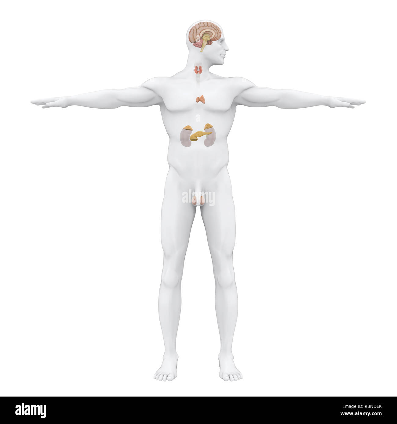Sistema endocrino umano illustrazione del sistema Foto Stock