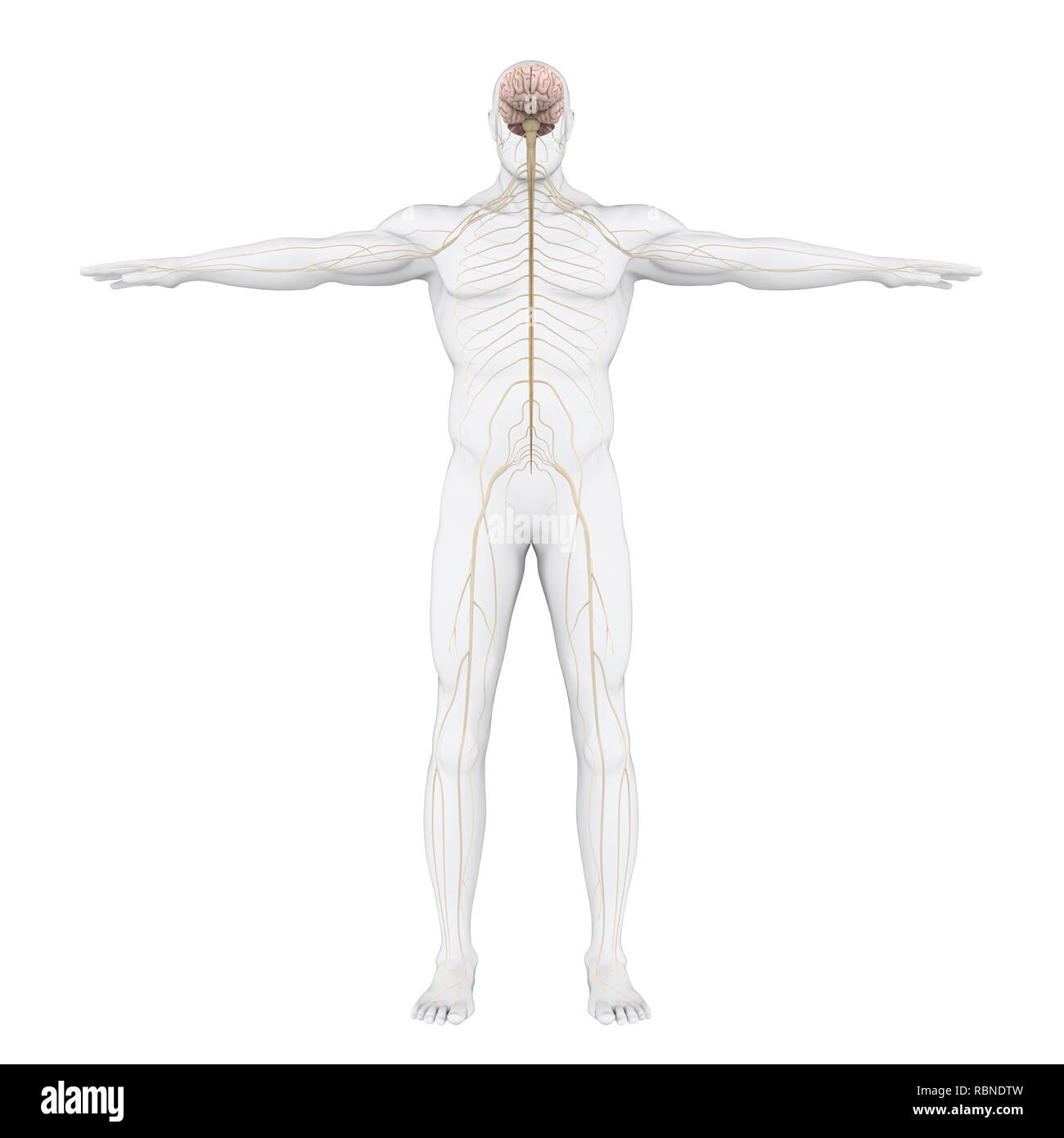 Sistema Nervoso Umano illustrazione Foto Stock