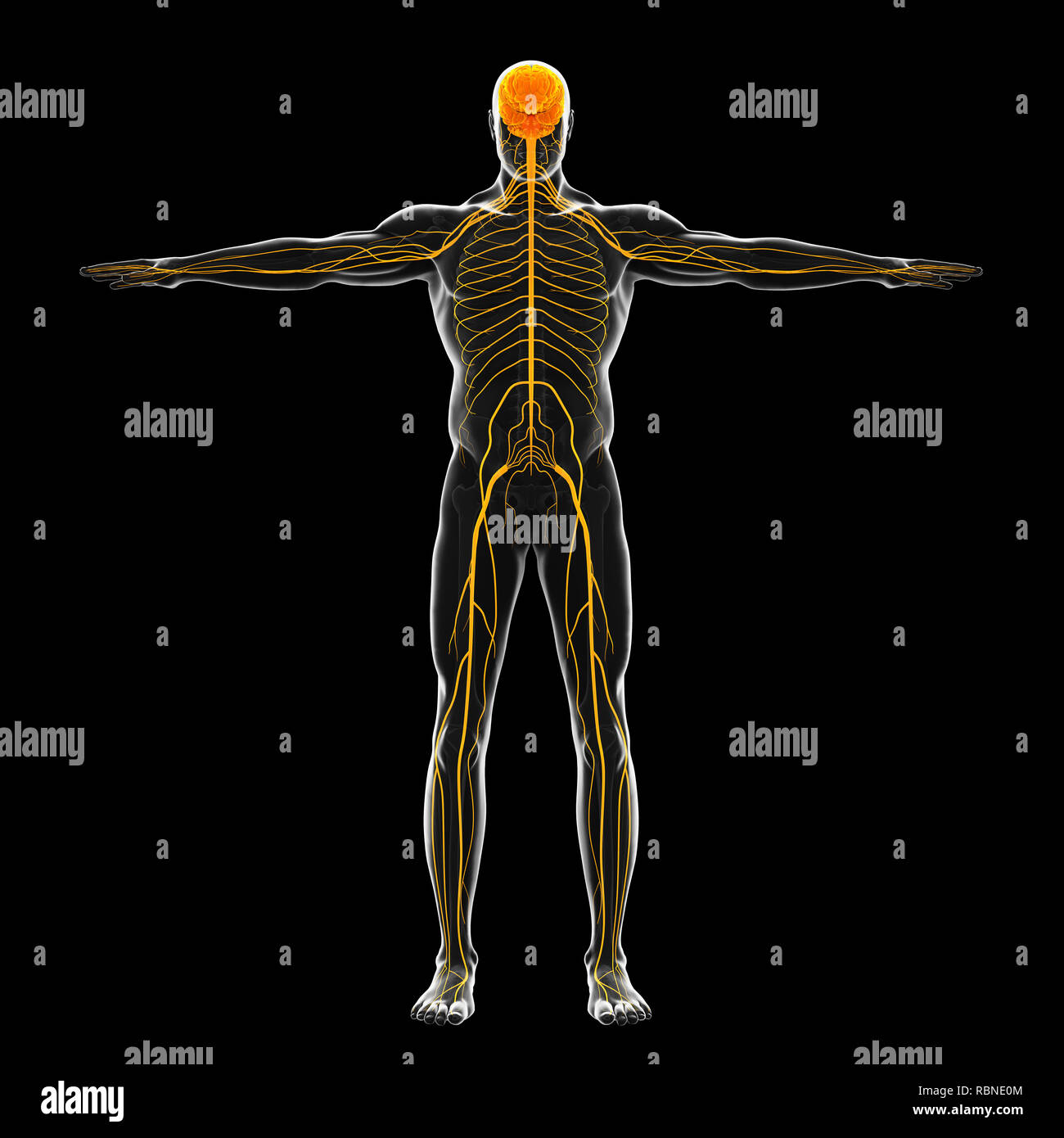 Sistema Nervoso Umano illustrazione Foto Stock