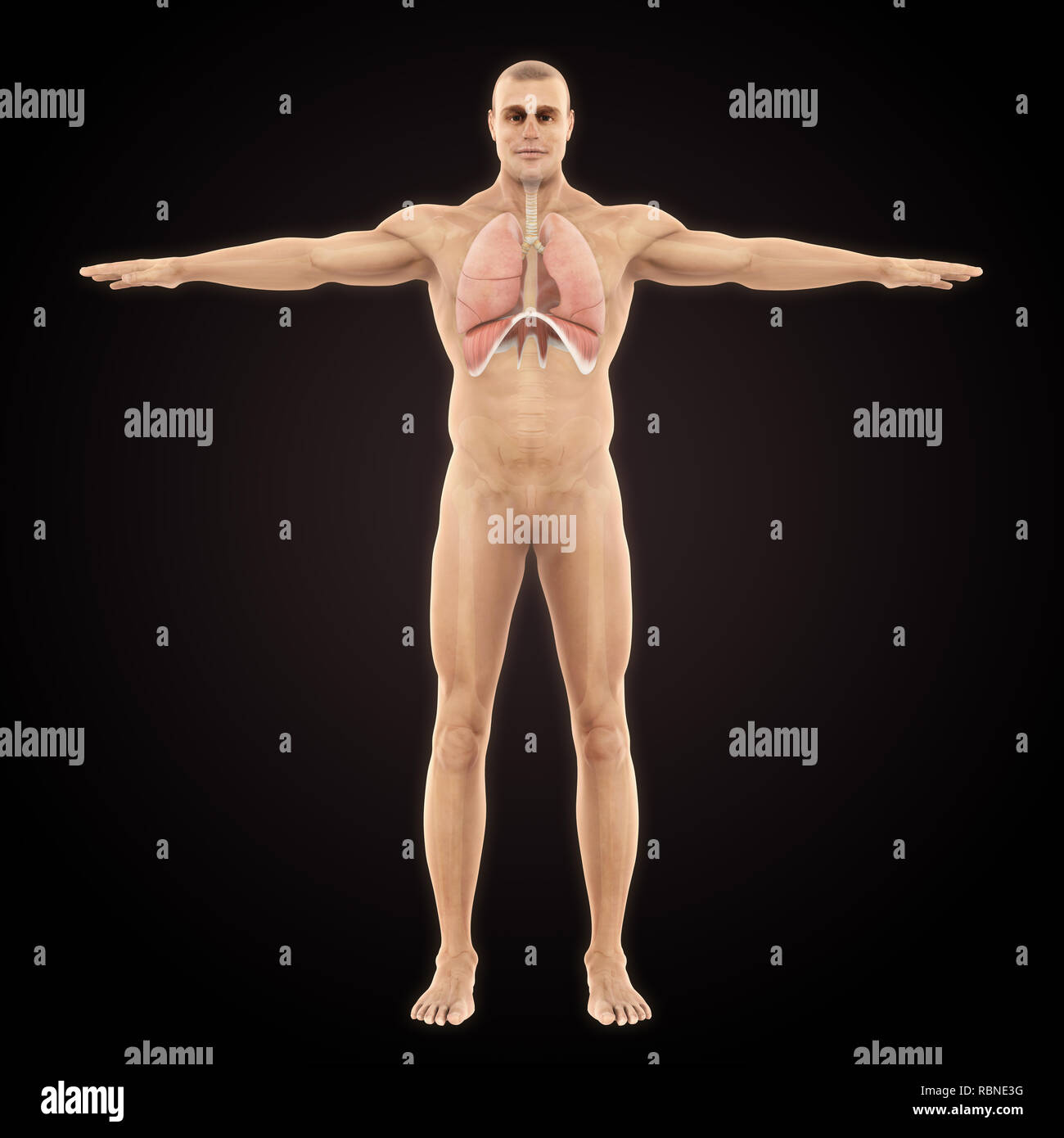 Respiratorio umano illustrazione del sistema Foto Stock