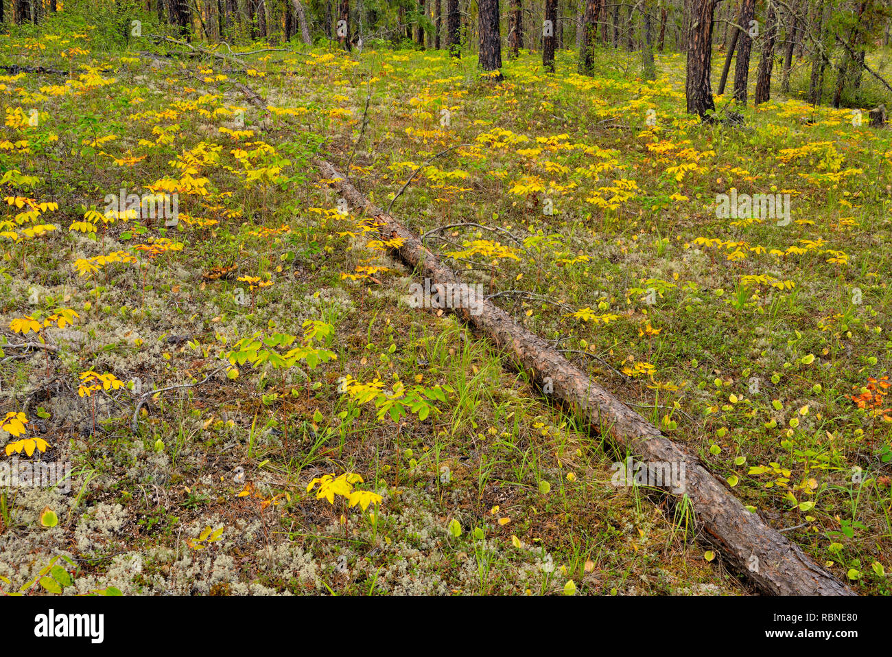 Diffusione dogbane nella tarda estate nel sottobosco di un martinetto pineta, Fort Smith, Northwest Territories, Canada Foto Stock