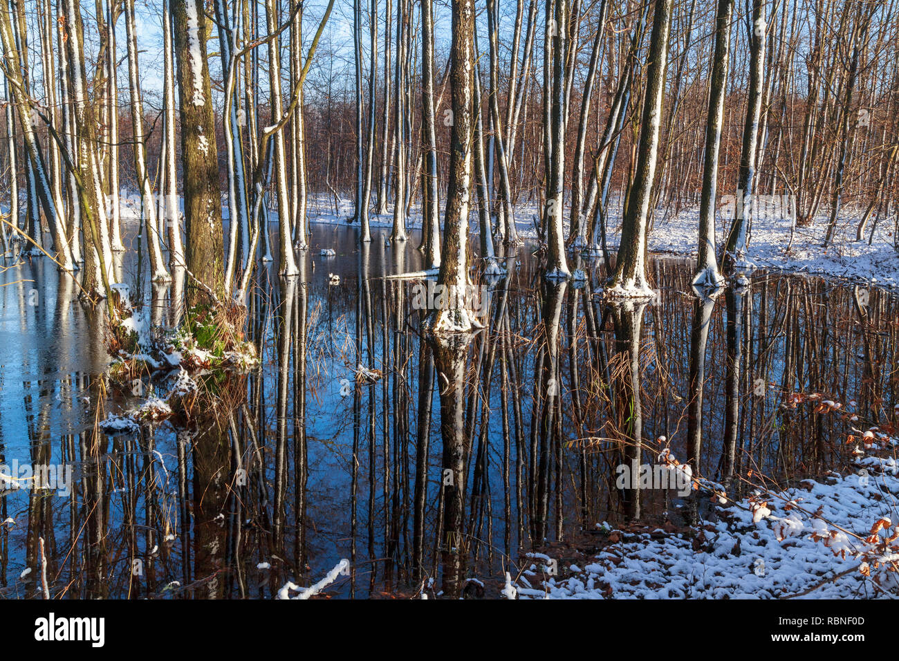 Lagune del fiume Drwęca, ontani sopra l'acqua, Polonia Foto Stock