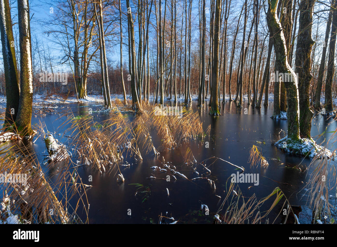 Lagune del fiume Drwęca, ontani sopra l'acqua, Polonia Foto Stock