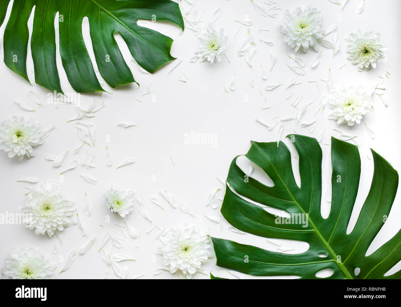 Vista superiore di foglie di monstera con fiore su sfondo bianco.piatto design laici. Foto Stock