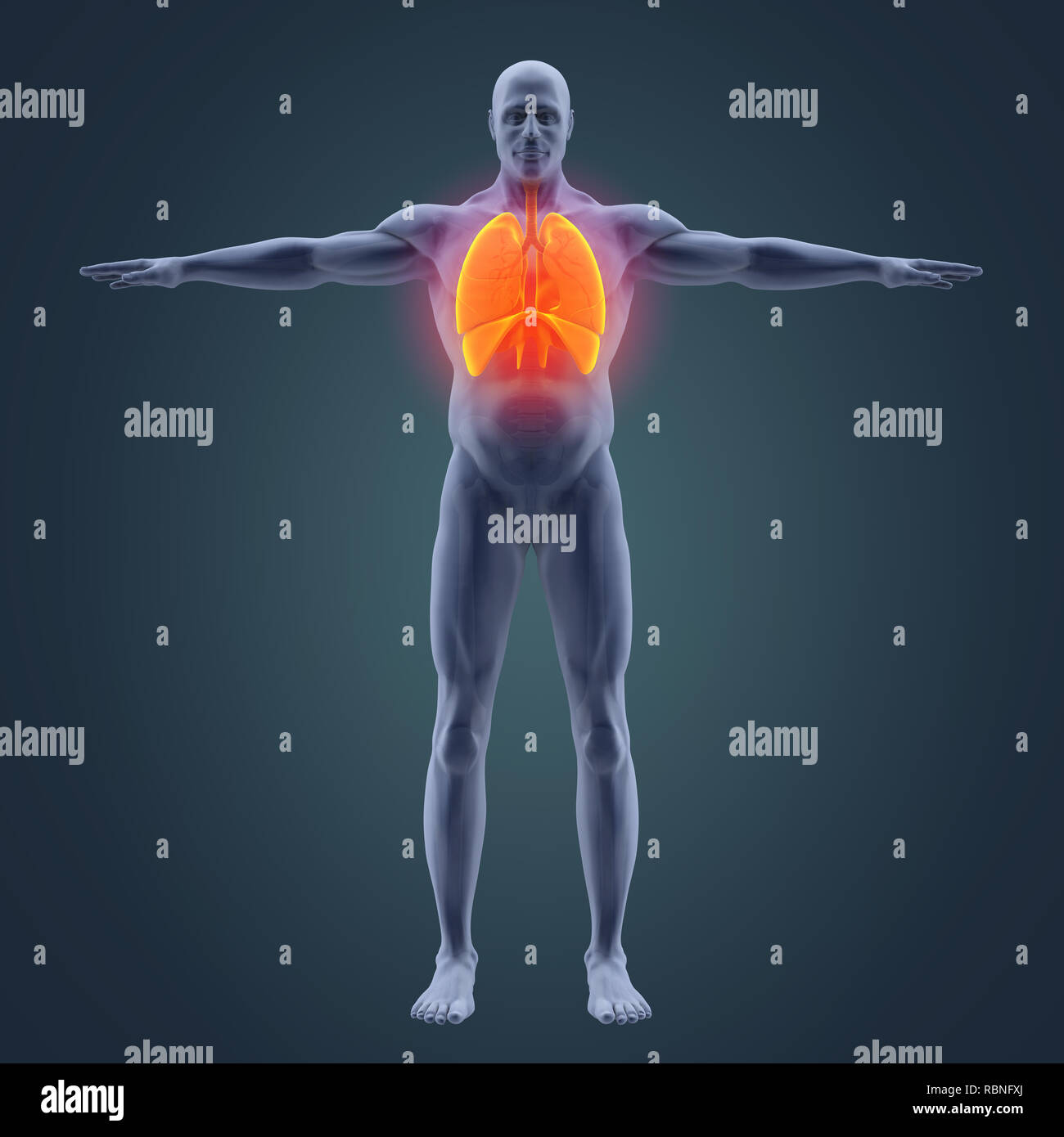 Respiratorio umano illustrazione del sistema Foto Stock