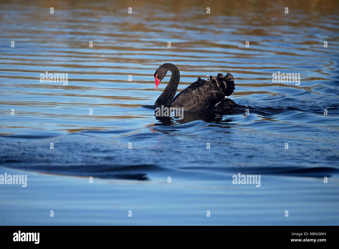 Black Swan (Cygnus attratus) escapee Foto Stock