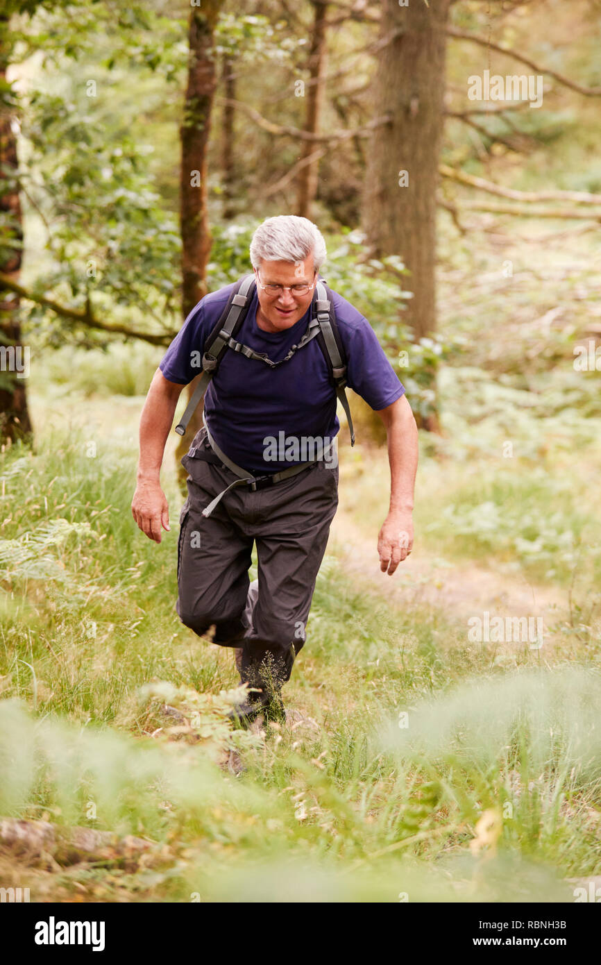 Uomo di mezza età con uno zaino escursionismo in una foresta, vista in elevazione frontale, a piena lunghezza Foto Stock