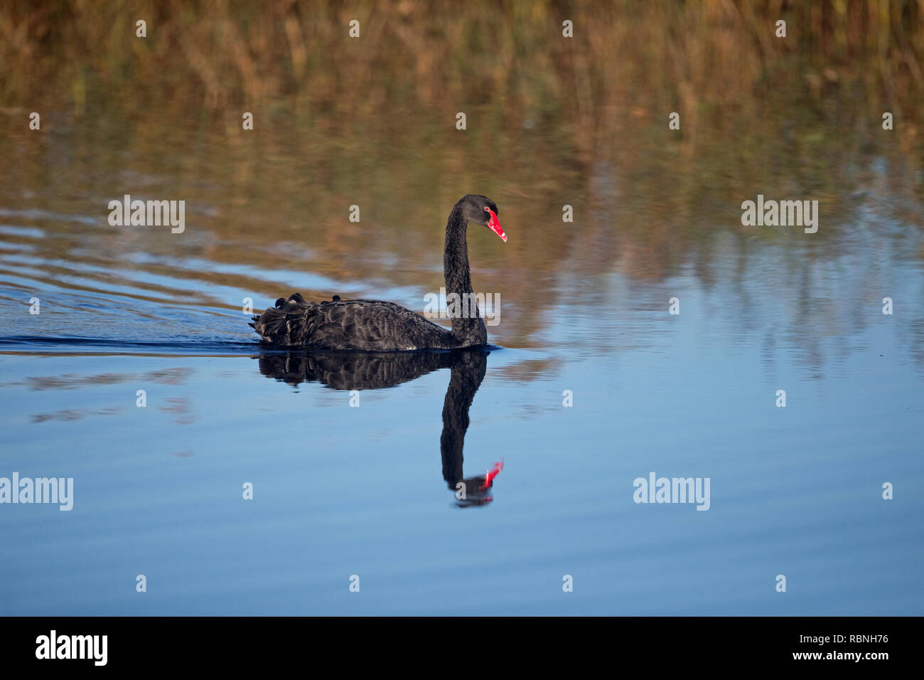Black Swan (Cygnus attratus) escapee Foto Stock